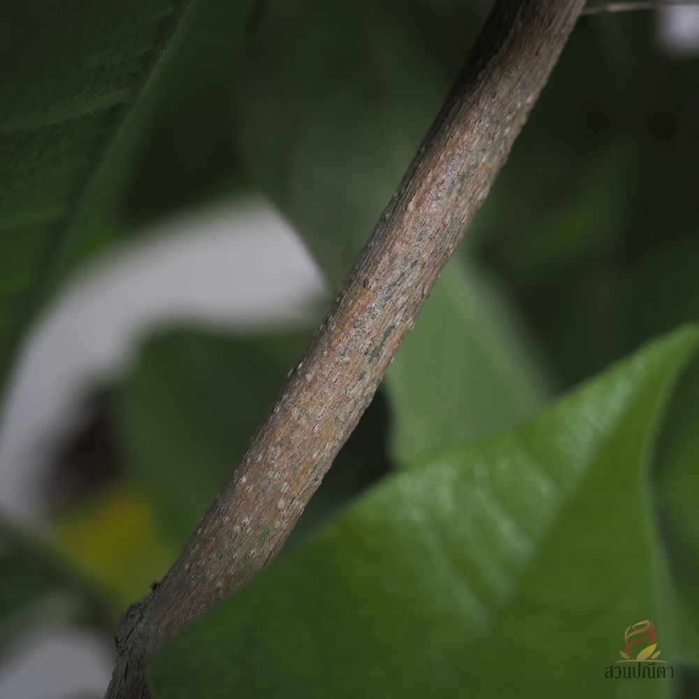 พวงครามออสเตเรีย