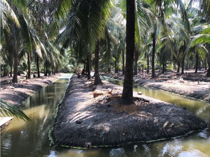 ขายที่ดินเกษตร สวนมะพร้าวน้ำหอม ถ.เพชรเกษม ต.บางช้าง อ.สามพราน นครปฐม / พื้นที่ 9-1-1 ไร่