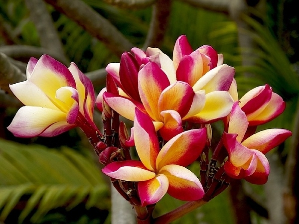 ลีลาวดี