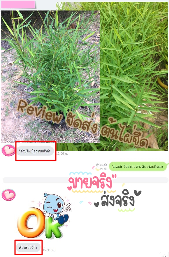 ต้นไผ่ร้อยกอ หรือ ต้นไผ่จืด