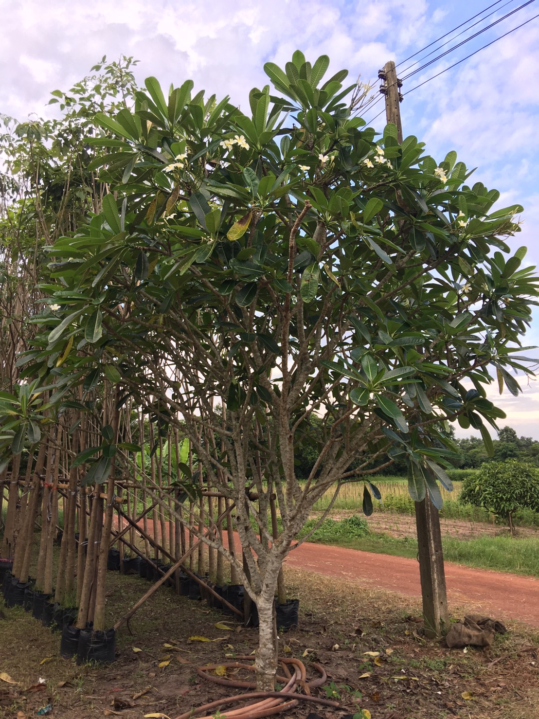 ลีลาวดี