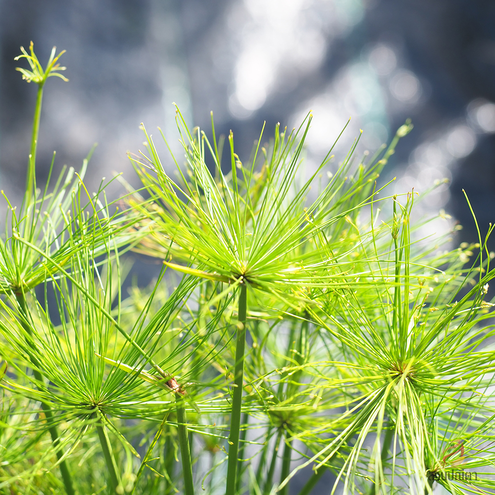 กกอียิปต์