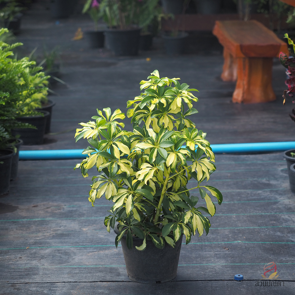 หนวดปลาหมึกด่าง