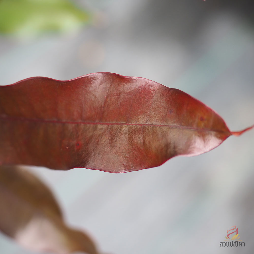 เป็ดแดง