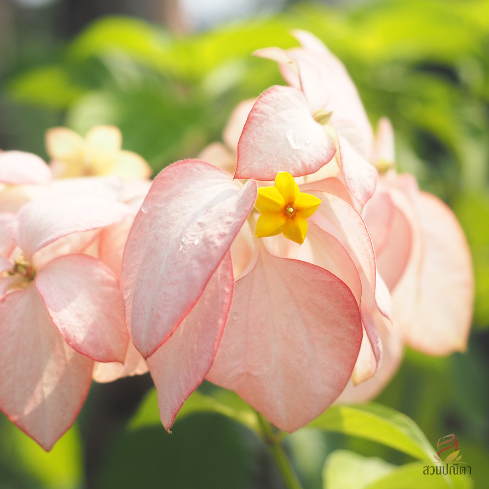 ดอนญ่าควีนสิริกิติ์