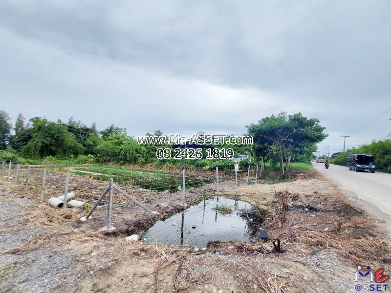 ขายที่ดินเปล่า ย่าน วัดมะเกลือ บางแก้วฟ้า คลองโยง ห้วยพลู ลานตากฟ้า : ใกล้คาเฟ่แมว Play With Cat Cafe : 169 ตร.วา