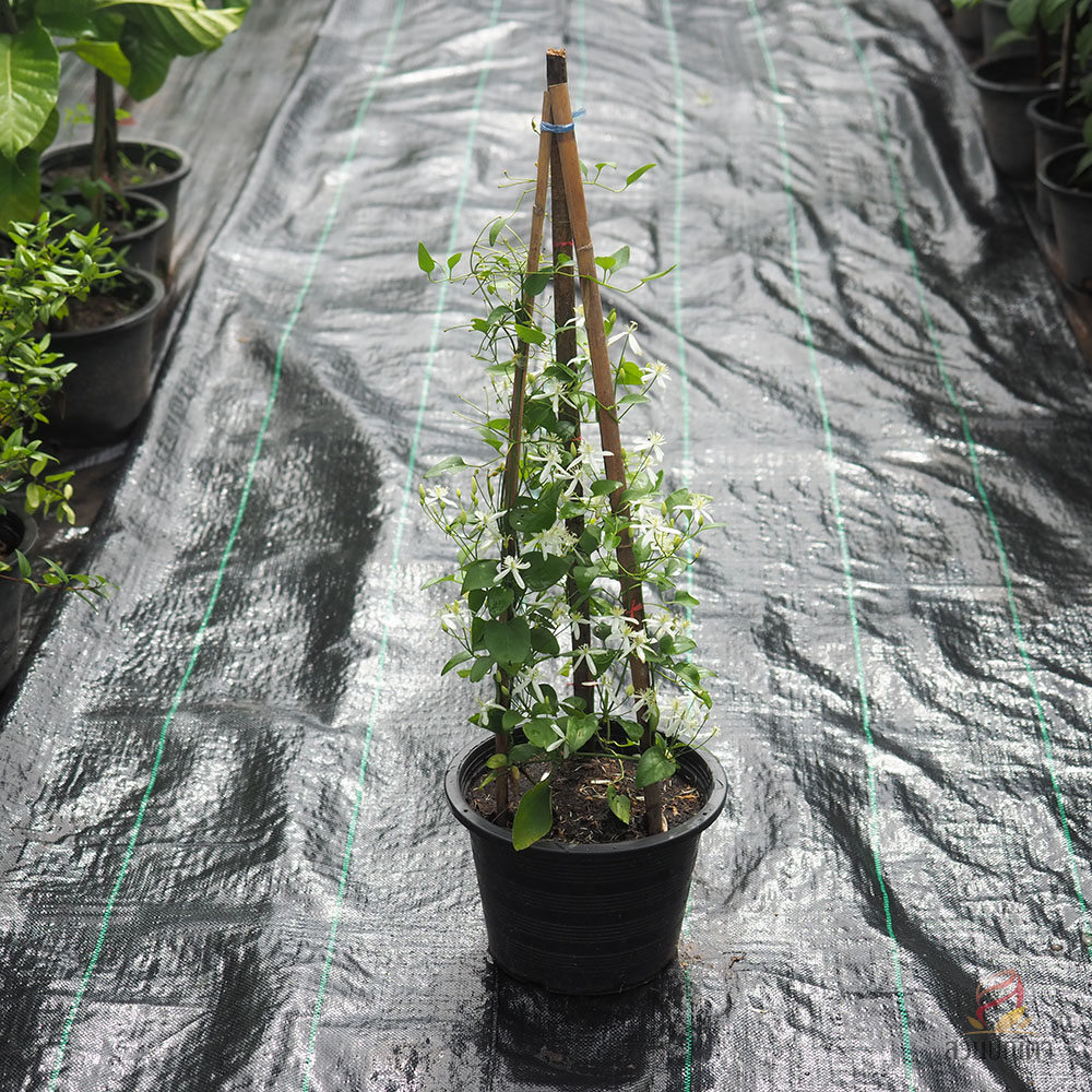 พวงวิวาห์