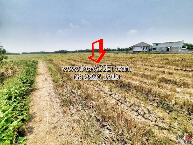 ขายที่ดินติดถนนคอนกรีต ย่าน อบต.ทวีวัฒนา ไทรน้อย บางกรวย บ้านกล้วย-ไทรน้อย นนทบุรี : ใกล้วัดคลองเจ้า : 2-1-42 ไร่