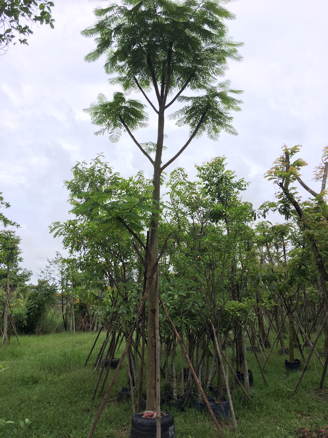 หางนกยูงฝรั่ง