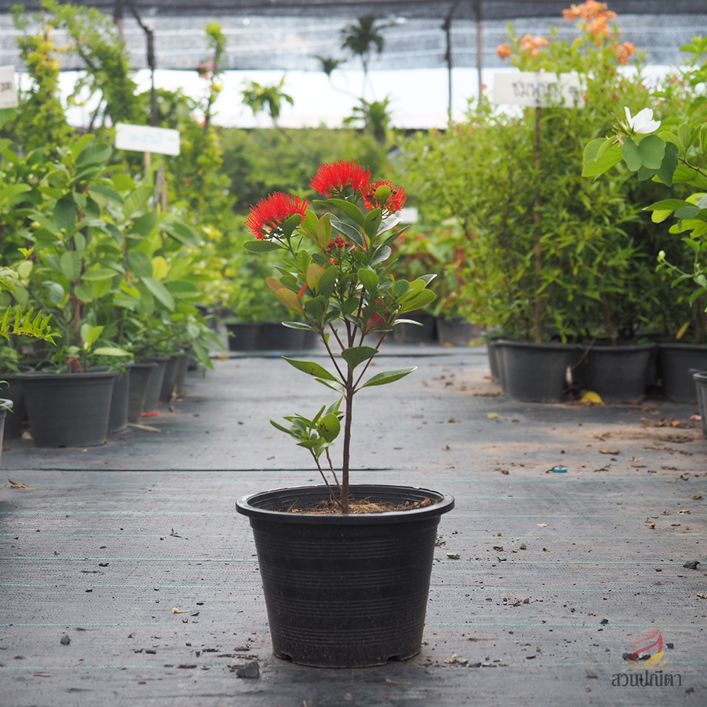 รักแรกพบ