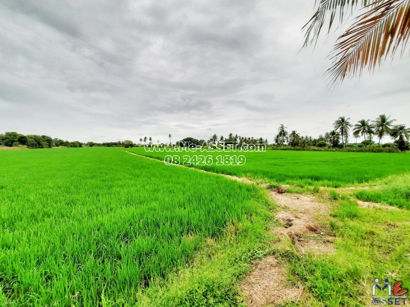 ขายที่ดินเปล่า ย่าน ลานตากฟ้า งิ้วราย มหาสวัสดิ์ : ใกล้ ม.พฤกษา 8 : 11-1-6 ไร่