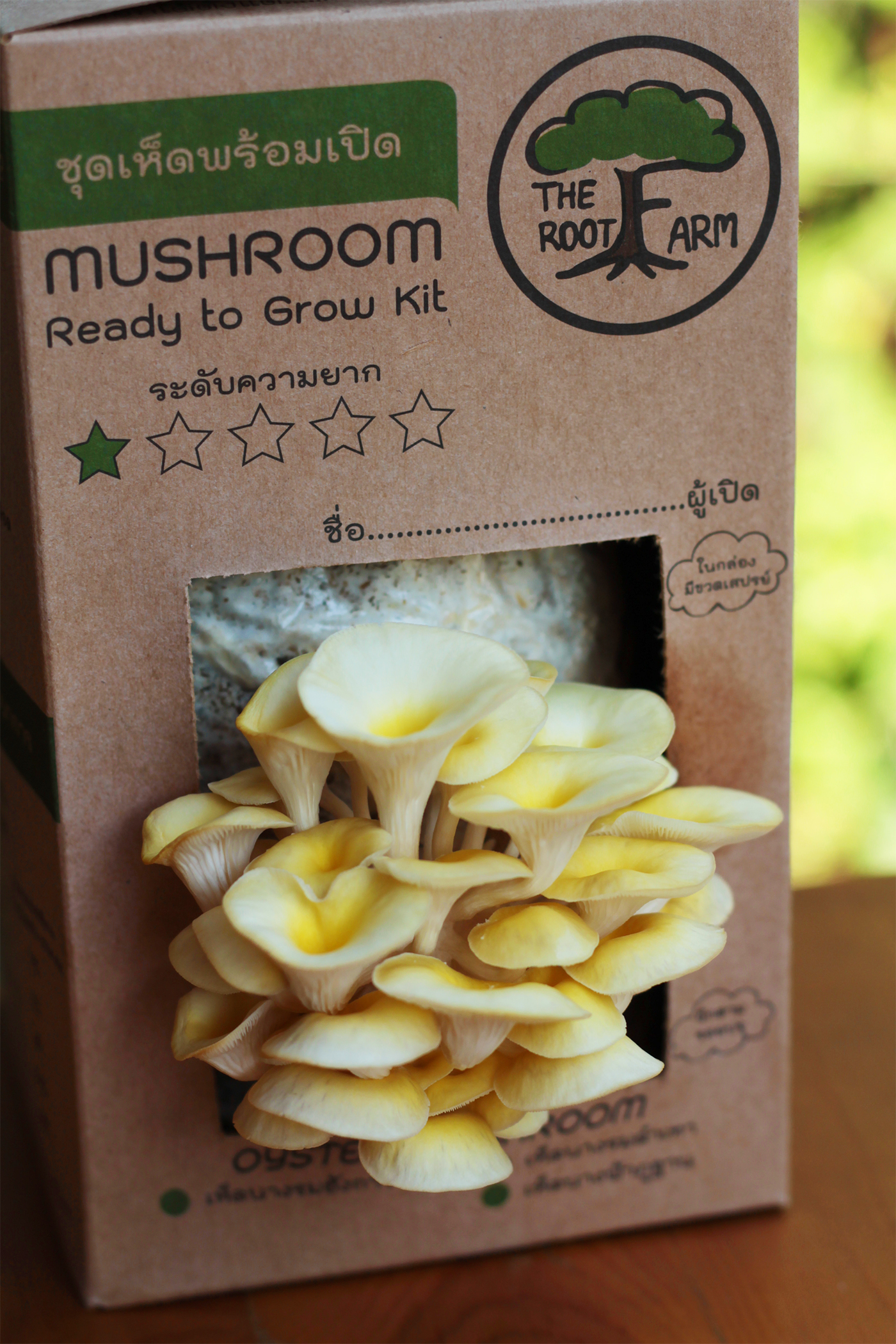ชุดคิทเห็ดนางรมทองพร้อมเปิด (Mushroom Ready To Grow Kit)