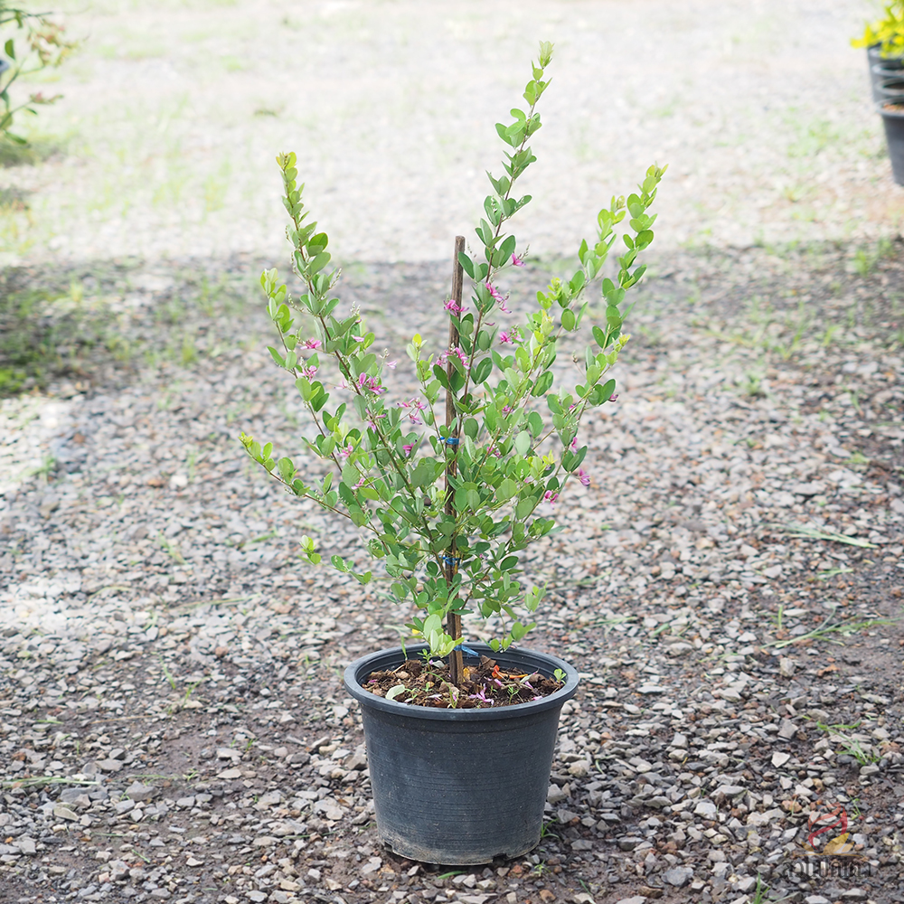 นีออนฟิลิปปินส์