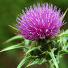 Milk Thistle มิลก์ทิสเซิล