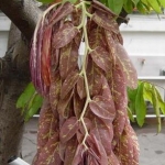 อโศกสปัน