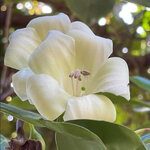 แก้วมุกดาด่าง