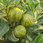 ส้มจี๊ดด่าง