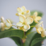 หอมหมื่นลี้