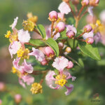 เชอรี่แคระ