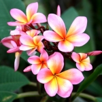 ลีลาวดี