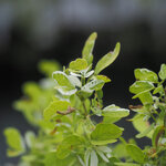 มะขามเทศด่าง