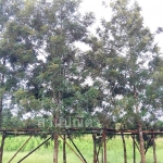 ซิลเวอร์โอ๊ค