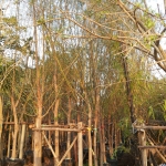 หลิวลู่ลม