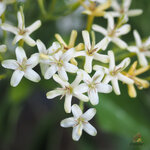 หอมเจ็ดชั้น