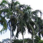 ปาล์มน้ำพุ