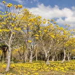 สุพรรณิการ์