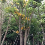 หางนกยูงฝรั่งดอกเหลือง