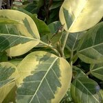 ยางอินเดียด่าง