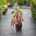 หางกระรอกแดง