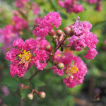 ยี่เข่ง