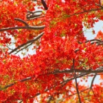 หางนกยูงฝรั่ง