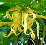 กระดังงาไทย