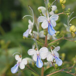 ผีเสื้อแสนสวย