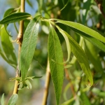 หลิวลู่ลม (ไซส์ถุง)