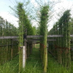 ไผ่เลี้ยง