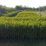 อโศกอินเดีย (ไซส์ถุง)