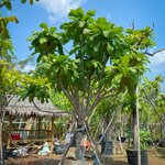 จิกเศรษฐี