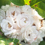 นางแย้ม