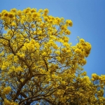 เหลืองปรีดียาธร