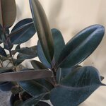 ยางอินเดียดำ