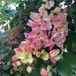 คูนชมพู