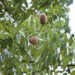 มะฮอกกานี