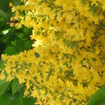 ประดู่กิ่งอ่อน