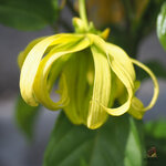 กระดังงาสงขลา