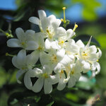 แก้วพวงดวงใจ