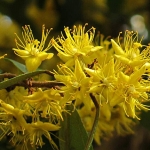 รวงผึ้ง